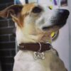 PAWPRO HANDMADE Customized Pet ID Tag Personalize Black Engr... - Image 9