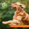 amazon basics Interactive Sound Ball Toy for Dogs and Puppie... - Image 5