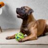 amazon basics Interactive Sound Ball Toy for Dogs and Puppie... - Image 7