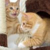 3-Tier Cat Tower - Napping Perches, Cat Condo with Ladder, 3... - Image 6
