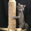 boohugger Bamboo and Jute Cat Scratching Post - Image 8