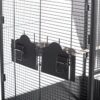 Prevue Pet Products 3352Blk Park Plaza Bird Cage, Black Hamm... - Image 4
