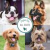 Nature's Specialties Lav-N-Derm Shampoo for Pets - Image 6