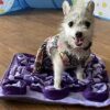 Piggy Poo and Crew Pet Snuffle Mat 4 Pack for Dogs Pigs Rabb... - Image 6